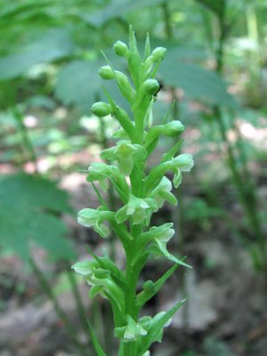 Platanthera flava var herbiola - Northern Tubercled Orchid