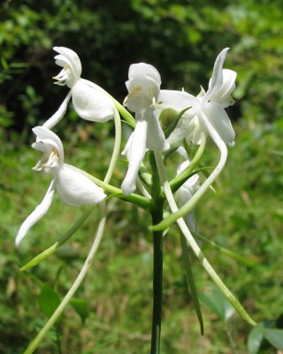 Platanthera integrilabia - Monkey Face Orchid