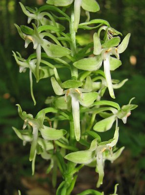Platanthera orbiculata - Pad-leaf Orchid
