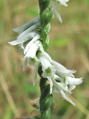 Spiranthes lacera var. gracilis - Southern Slender Ladies tresses