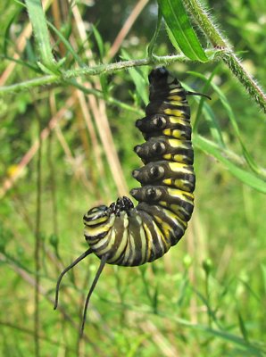 Monarch caterpillar