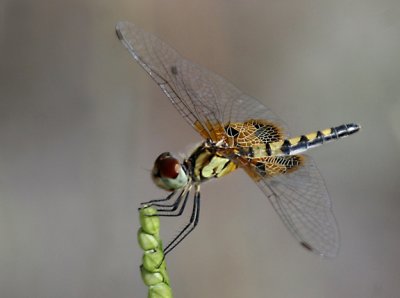 Celithemis amanda - Amanda's Pennant