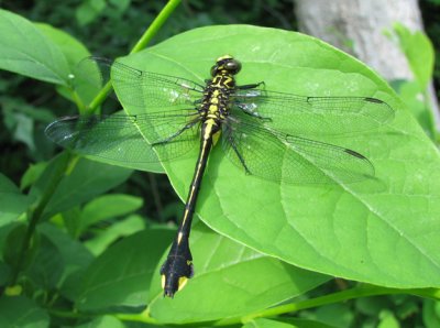 Gomphus vastus - Cobra Clubtail