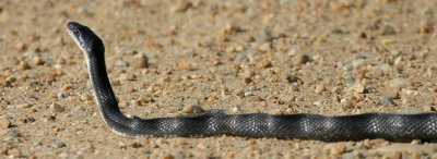 Ratsnake  -  Elaphe obsoleta