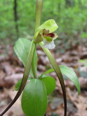 Isotria verticillata - Large Whorled Pogonia