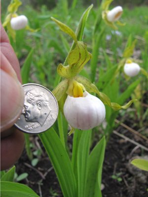 Cypripedium candidum 3243b.jpg