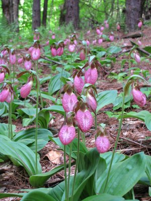 Cypripedium acaule -  Pink Ladys cluster