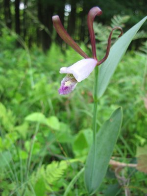 Cleistes bifaria - Smaller Rosebud Orchid 6-28-09