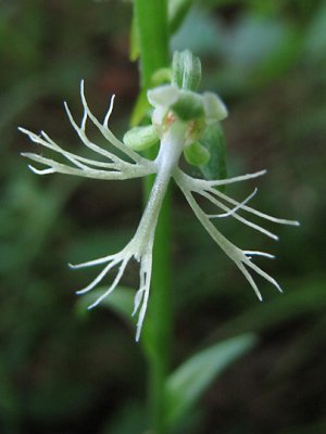 Platanthera lacera - Ragged Fringed Orchid 6-28-09