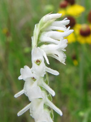 Spiranthes sp. - VA piedmont - July 3rd
