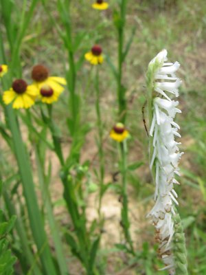 Spiranthes sp. - VA piedmont near NC - July 3rd