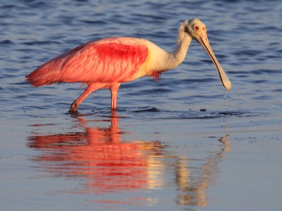 Roseate Spoonbill - breeding plummage