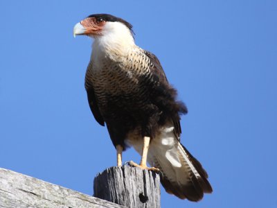 Crested Caracara