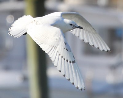 Ivory Gull - 2009