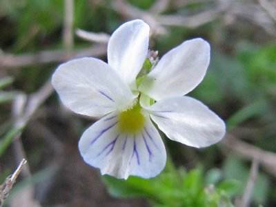 Viola rafinesquii - Wild Pansy
