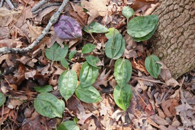 Tipularia discolor leaves