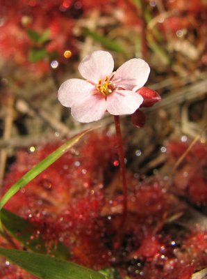 Drosera - Sundew flower