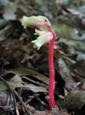 Monotropa hypopithys - Pinesap