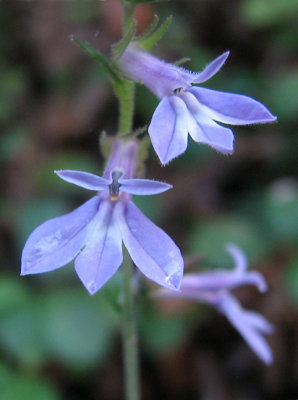 Lobelia inflata - Indian Tobacco