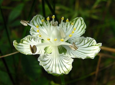 Parnassia asarifolia - Grass-of-Parnassus
