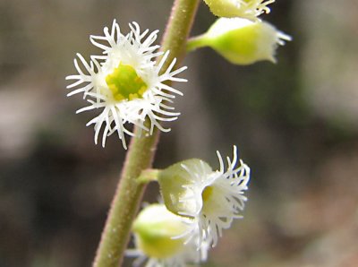 Mitreola petiolata - Miterwort
