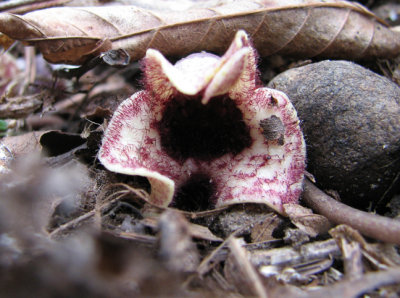 Hexastylis shuttleworthii - Large-flowered heartleaf