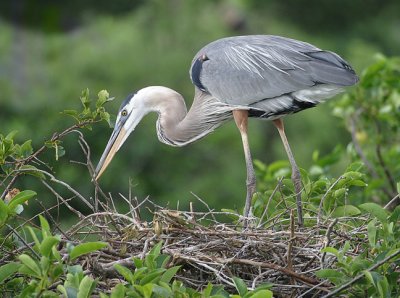 Great Blue Heron at nest