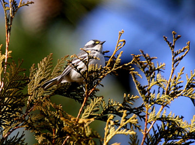 Black-th Gray Warbler - VA 12-28-03