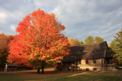 Log church and tree