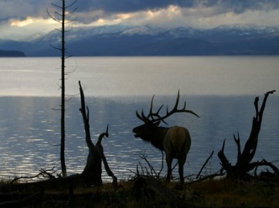 Elk at Lake Yellowstone