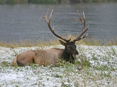Elk in snow