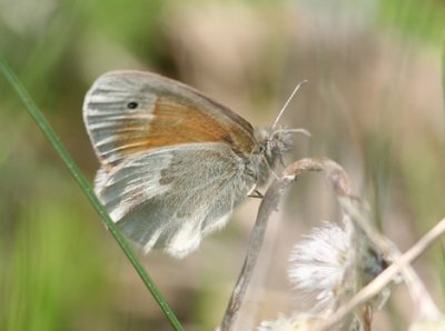 Common Ringlet