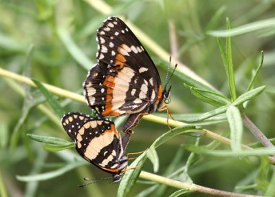 Border Patch mating