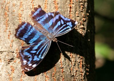 Mexican Bluewing