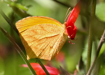 Tailed Orange