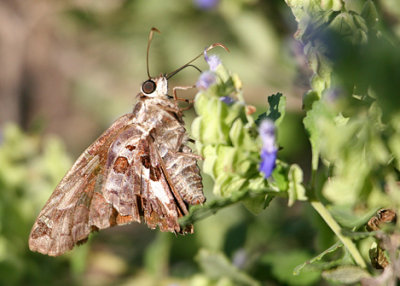 Dorantes Longtail