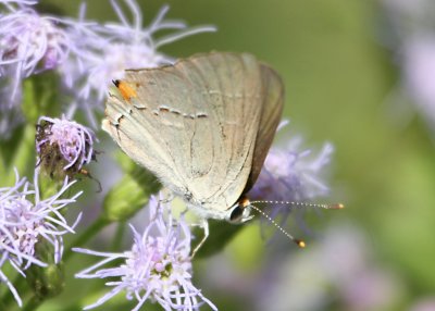 Marias Hairstreak