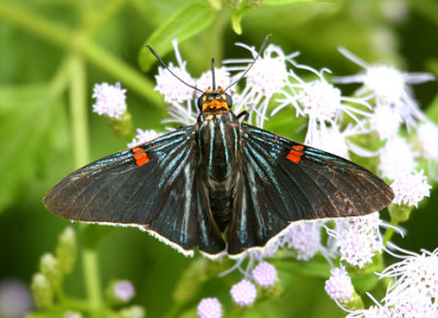 Guava Skipper