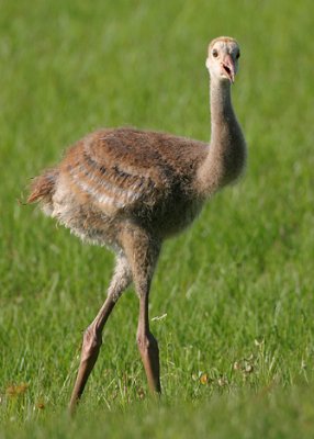 Sandhill Crane juvie