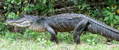 florida_favorites