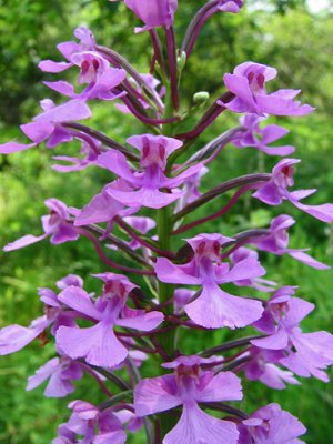 Platanthera peramoena - purple fringeless orchid