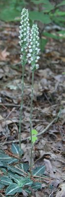 Goodyera pubescens - Downy Rattlesnake Plantain