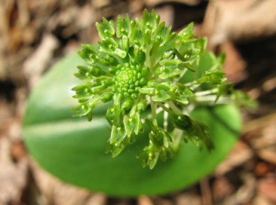Malaxis unifolia - Green Adder's mouth