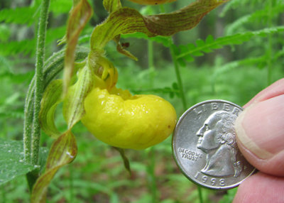 Cypripedium parviflorum - Yellow Ladys Slipper