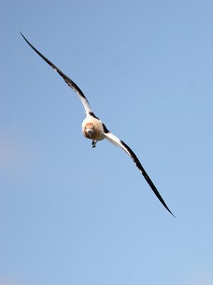 Avocet incoming