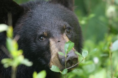 Black Bear