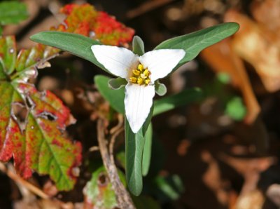 Trillium pusillium - Dwarf Trillium