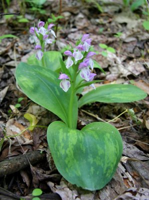Galearis spectabilis - Showy Orchis