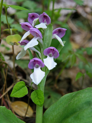 Galearis spectabilis - Showy Orchis
