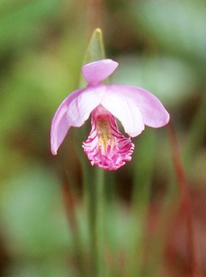 Pogonia ophioglossoides - Rose Pagonia